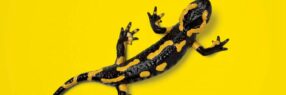 La salamandre du Ventoux